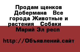 Продам щенков Добермана - Все города Животные и растения » Собаки   . Марий Эл респ.